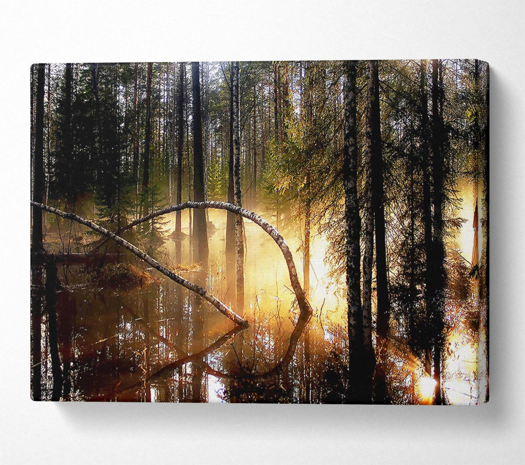 Swamp Forest Morning Mist Canvas Wall Art