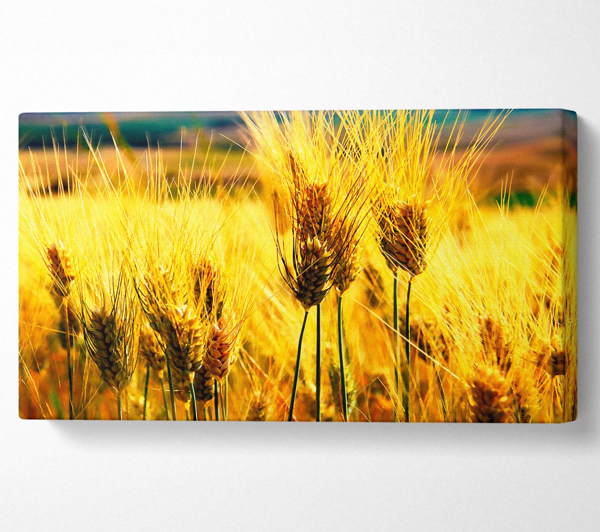 Wheat Field Near The Forest Canvas Wall Art