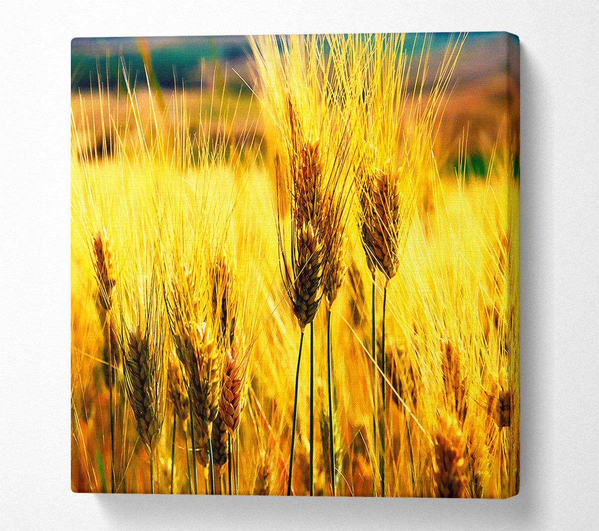Wheat Field Near The Forest Canvas Wall Art
