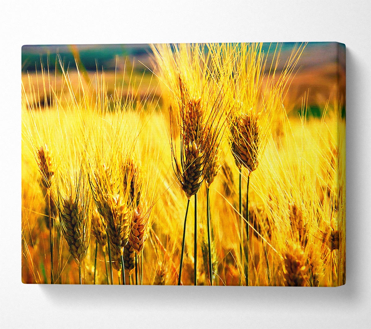 Wheat Field Near The Forest Canvas Wall Art