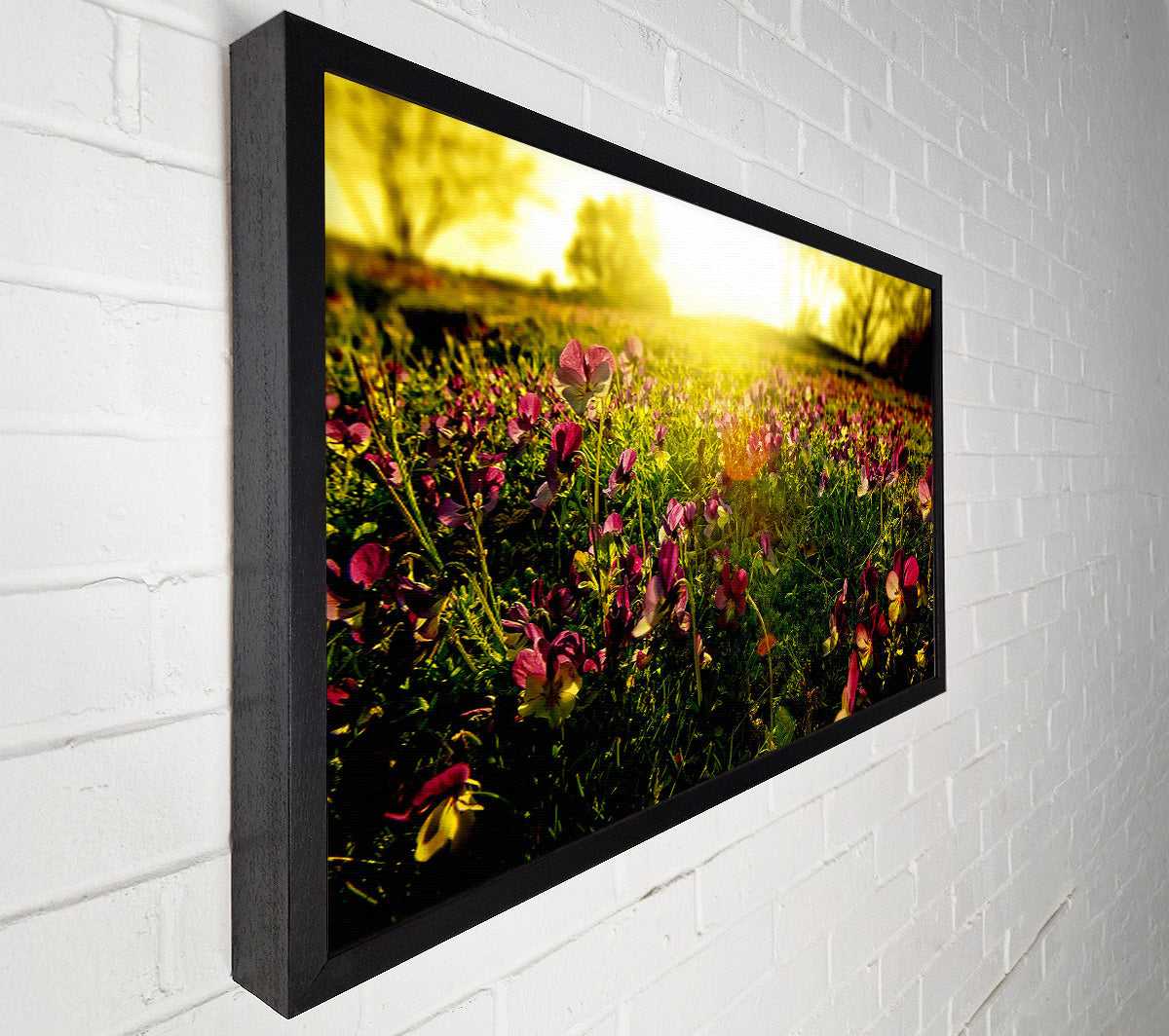 Sunlight Through Pansies Canvas Wall Art