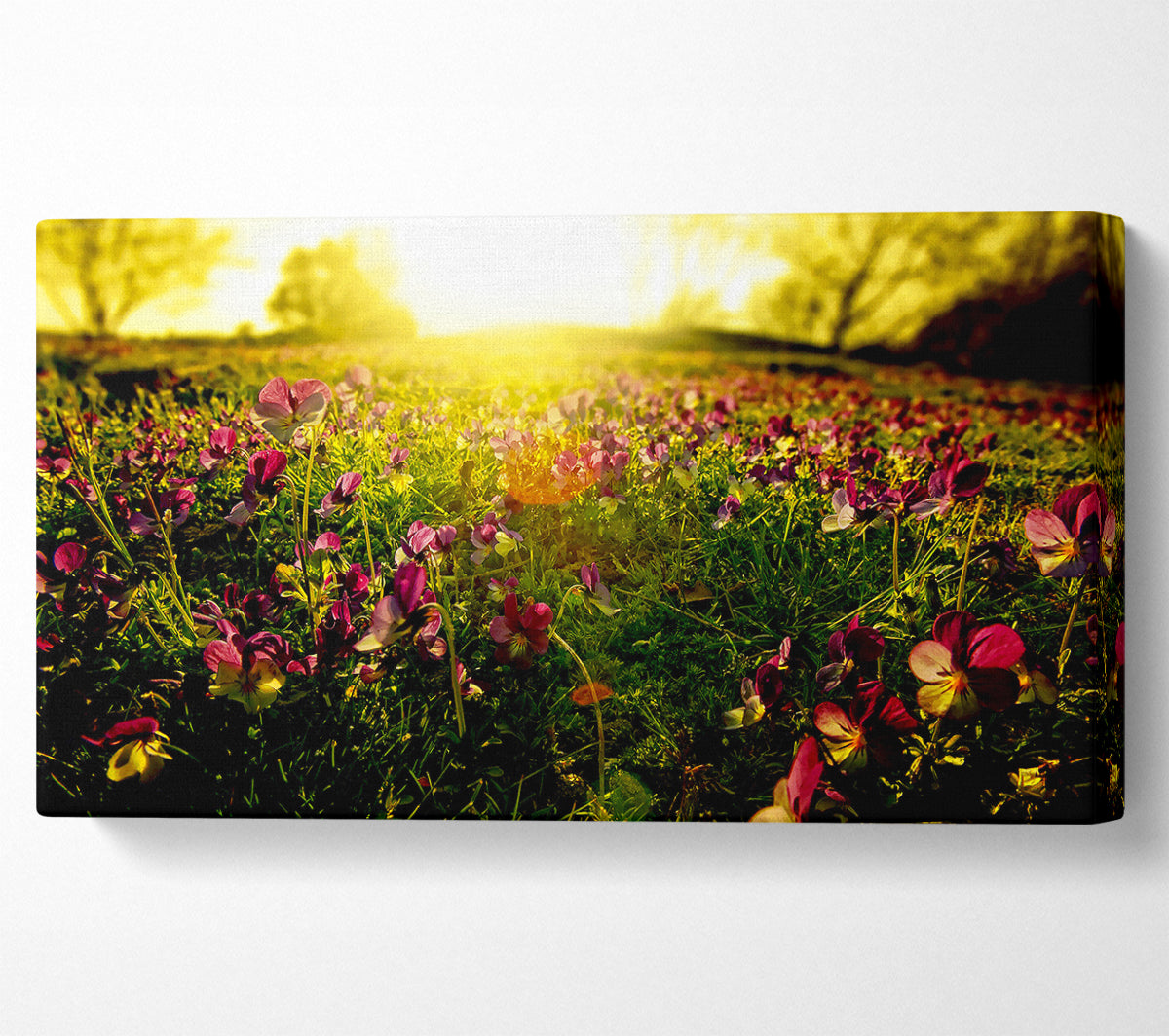Sunlight Through Pansies Canvas Wall Art