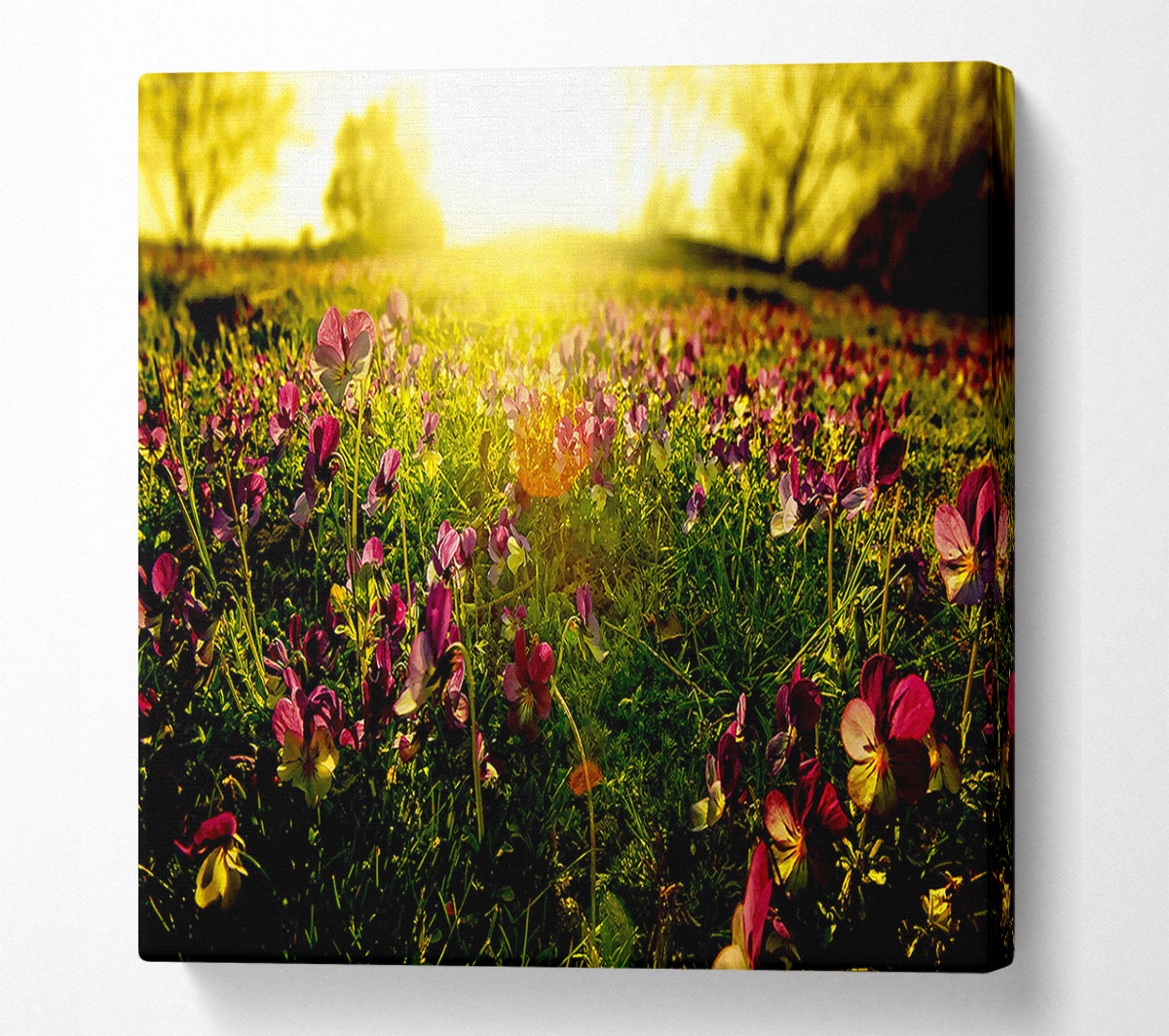 Sunlight Through Pansies Canvas Wall Art