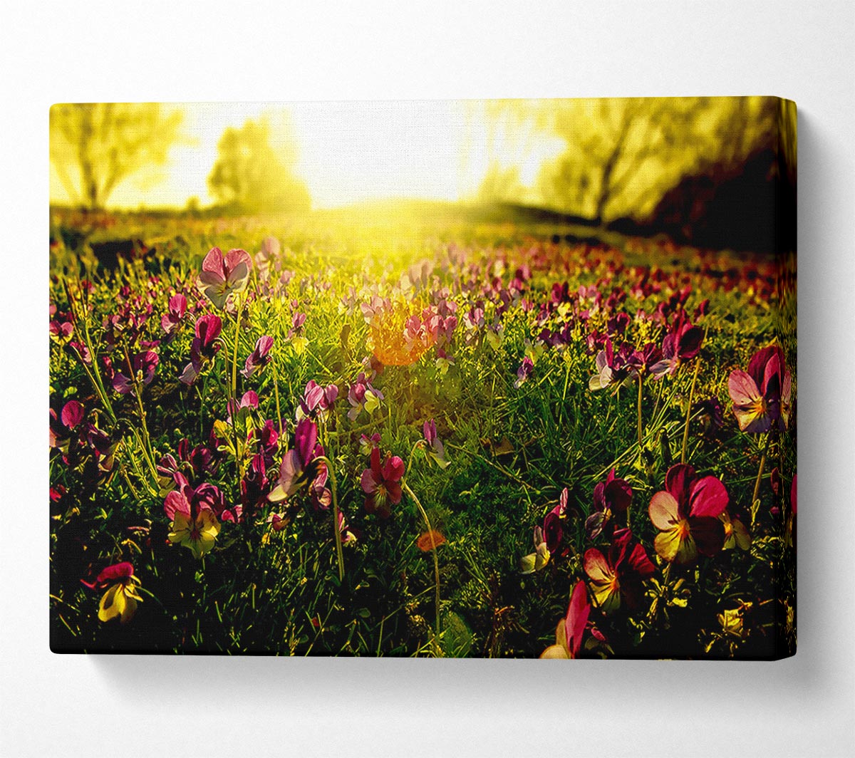 Sunlight Through Pansies Canvas Wall Art