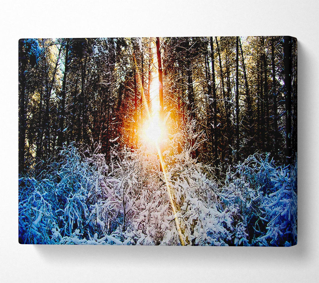 Sunlight Through Trees Winter Canvas Wall Art