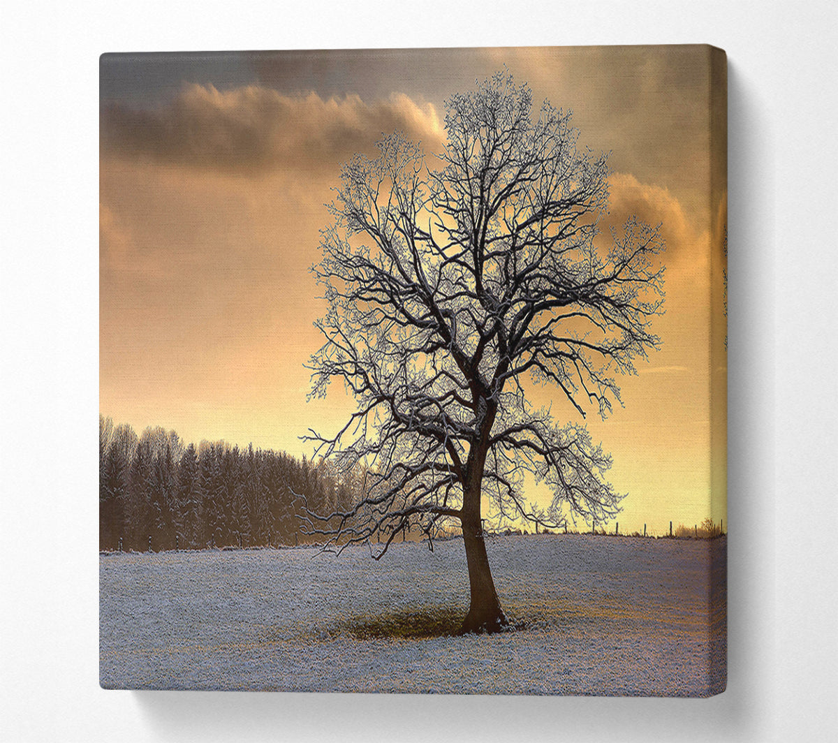 Solitary Tree Winter Canvas Wall Art