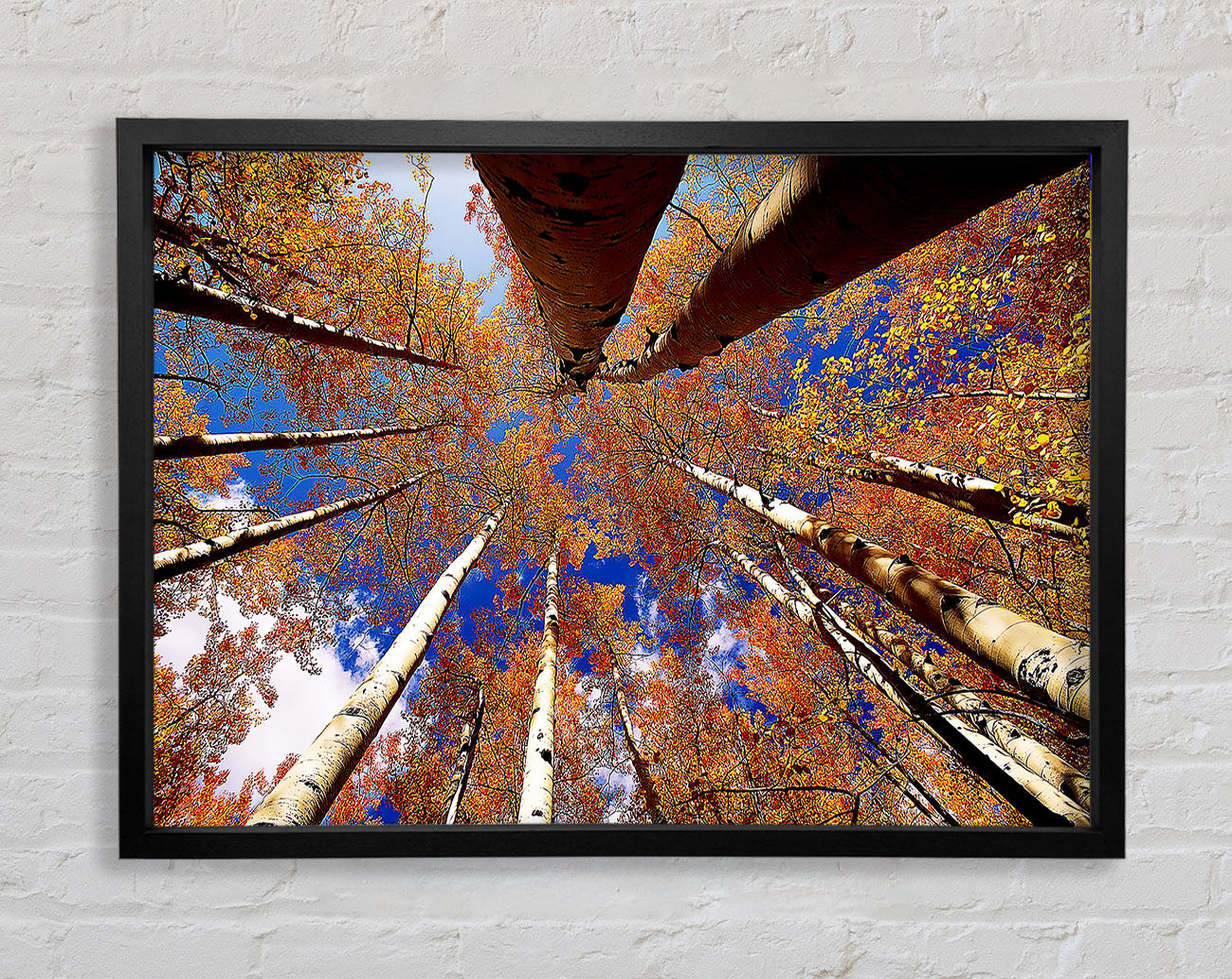 Above The Trees Framed Print