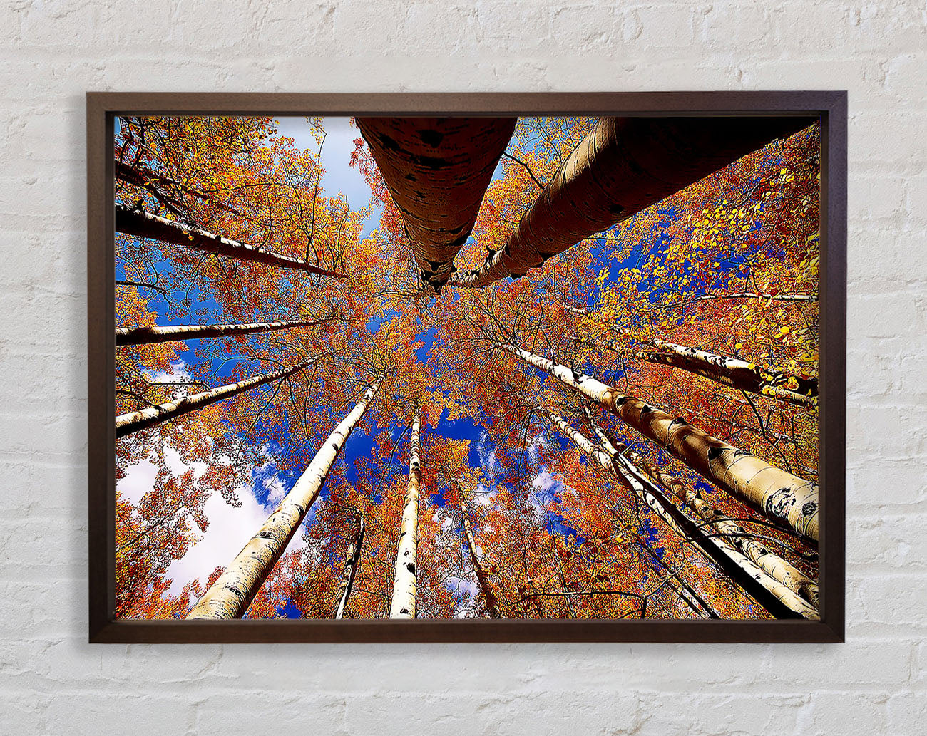 Above The Trees Framed Print