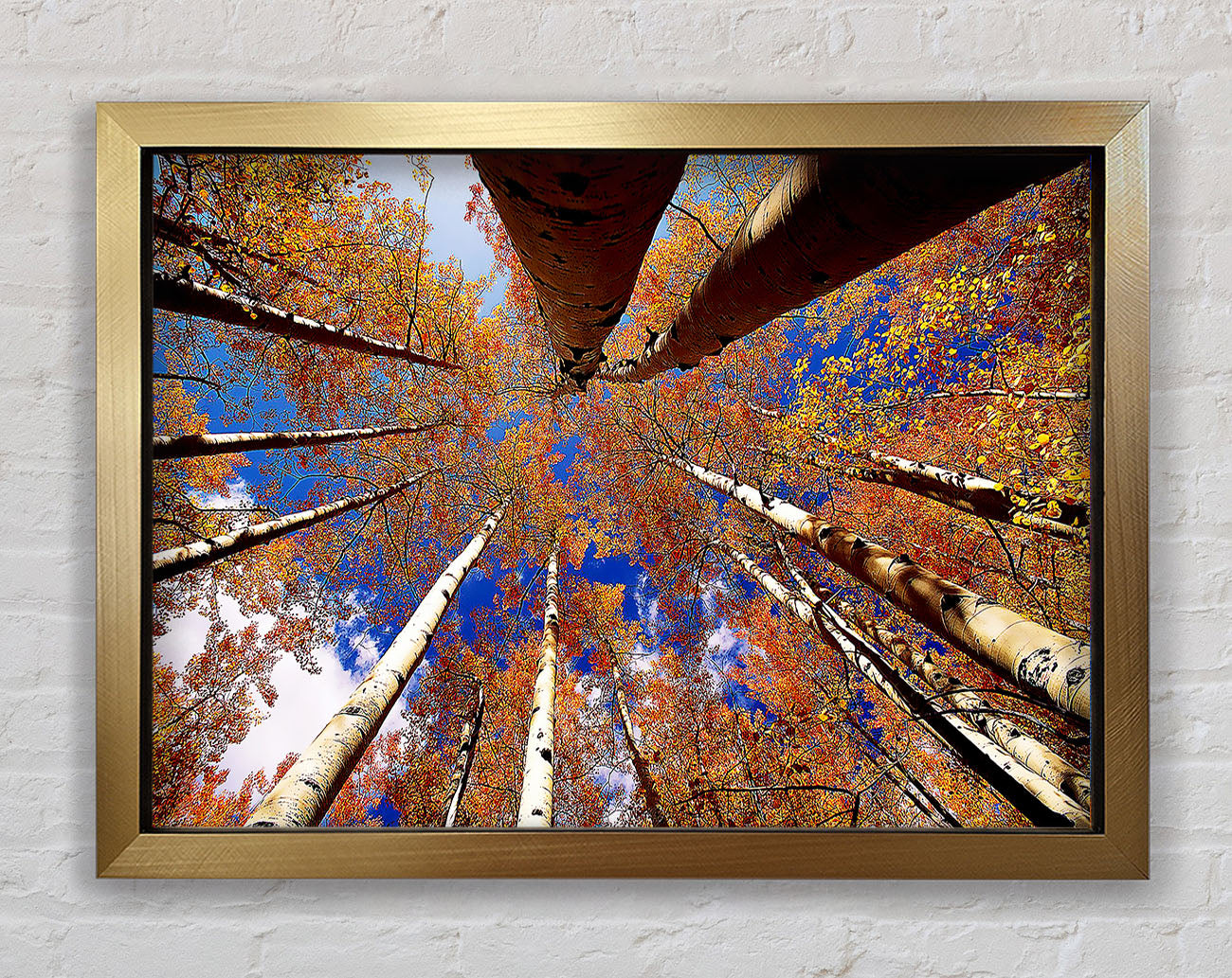 Above The Trees Framed Print