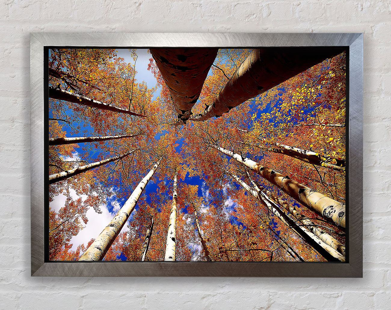 Above The Trees Framed Print