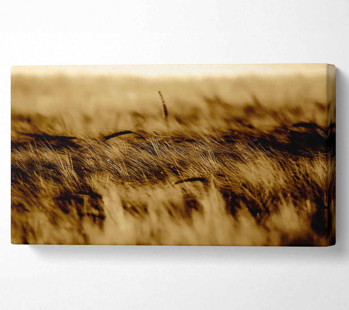 Wheatfield Sepia Canvas Wall Art