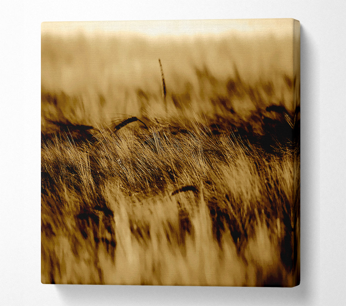 Wheatfield Sepia Canvas Wall Art