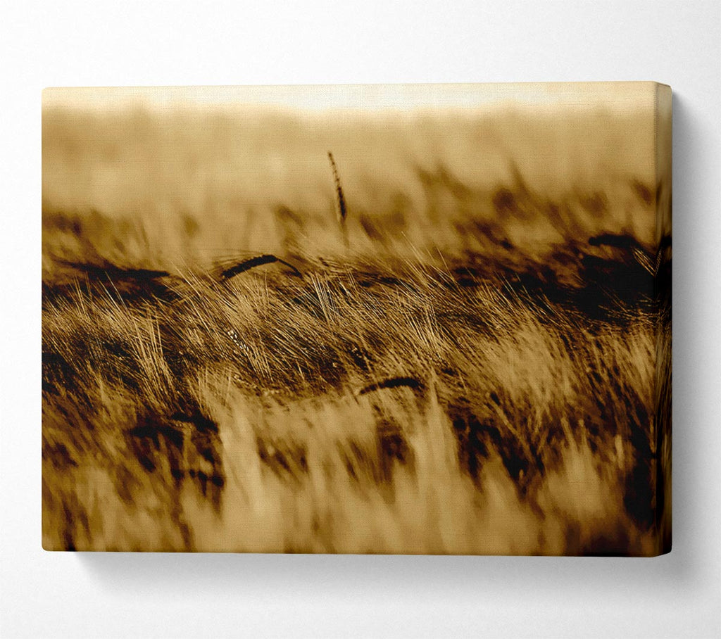 Wheatfield Sepia Canvas Wall Art
