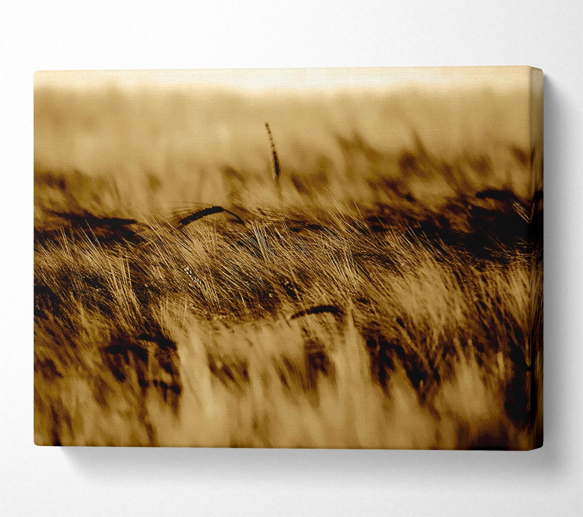 Wheatfield Sepia Canvas Wall Art
