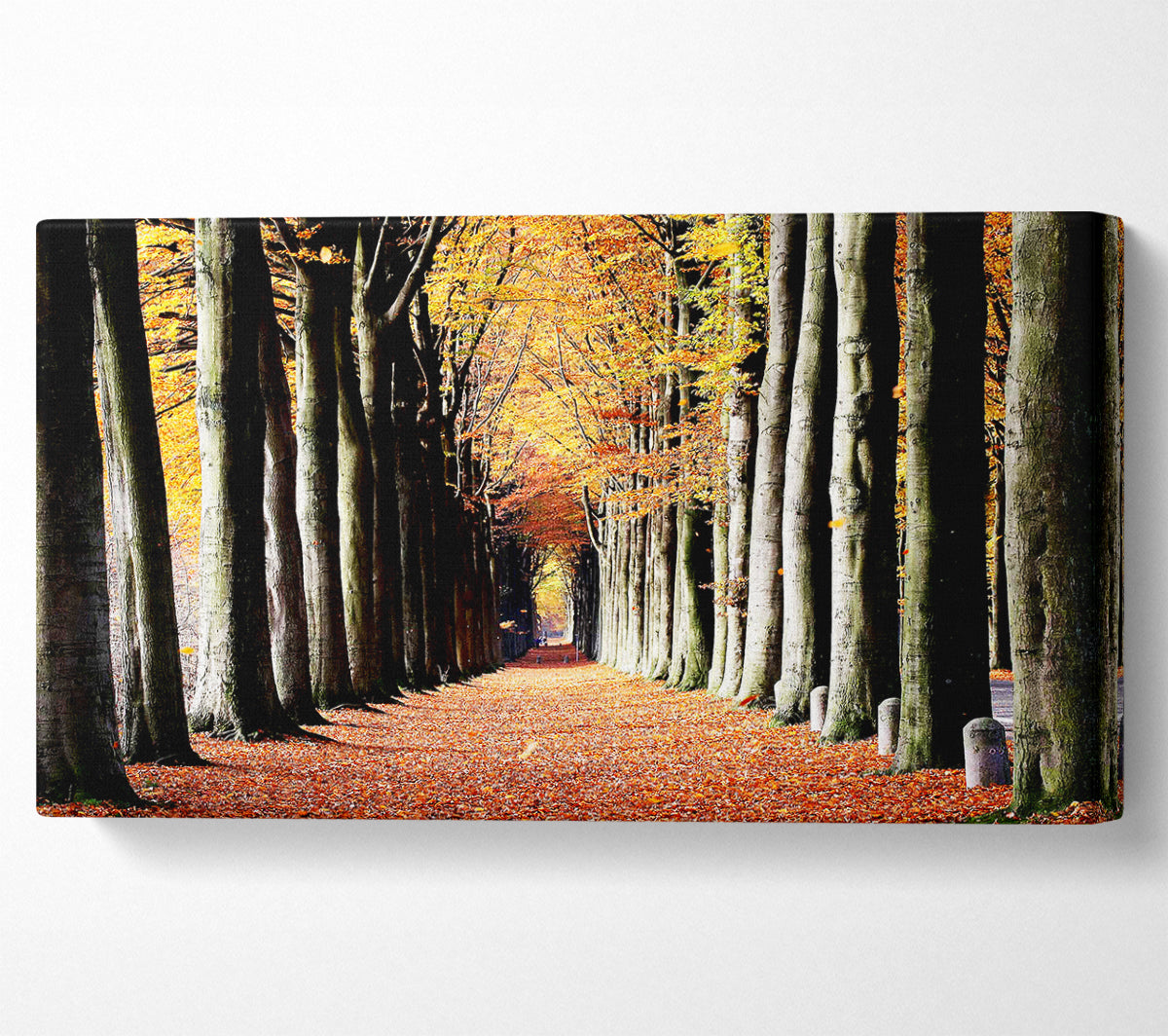 Woodland Walk Canvas Wall Art