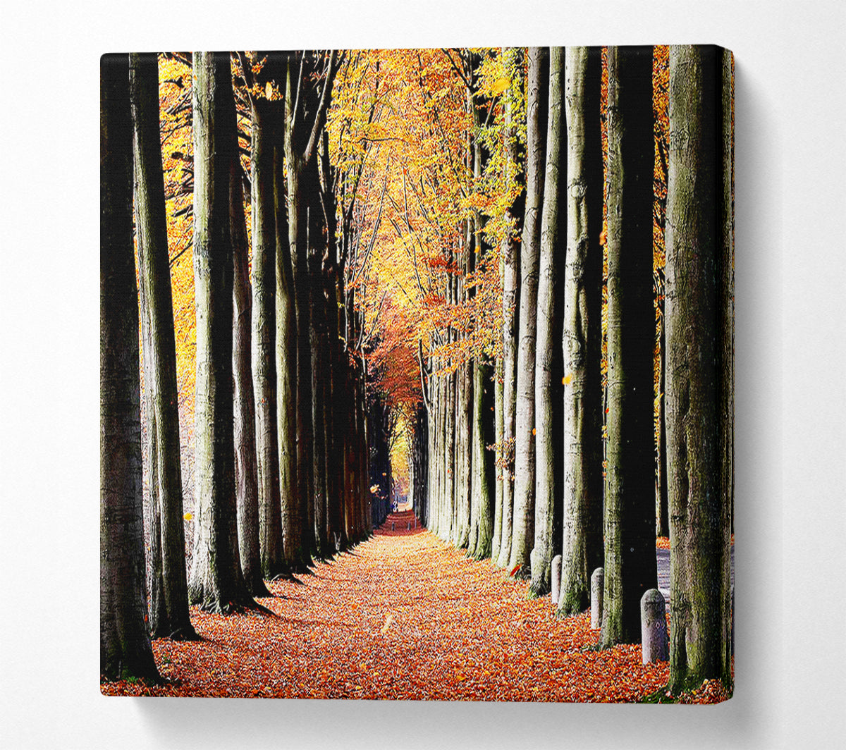 Woodland Walk Canvas Wall Art