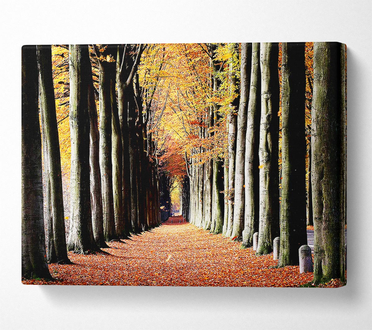 Woodland Walk Canvas Wall Art