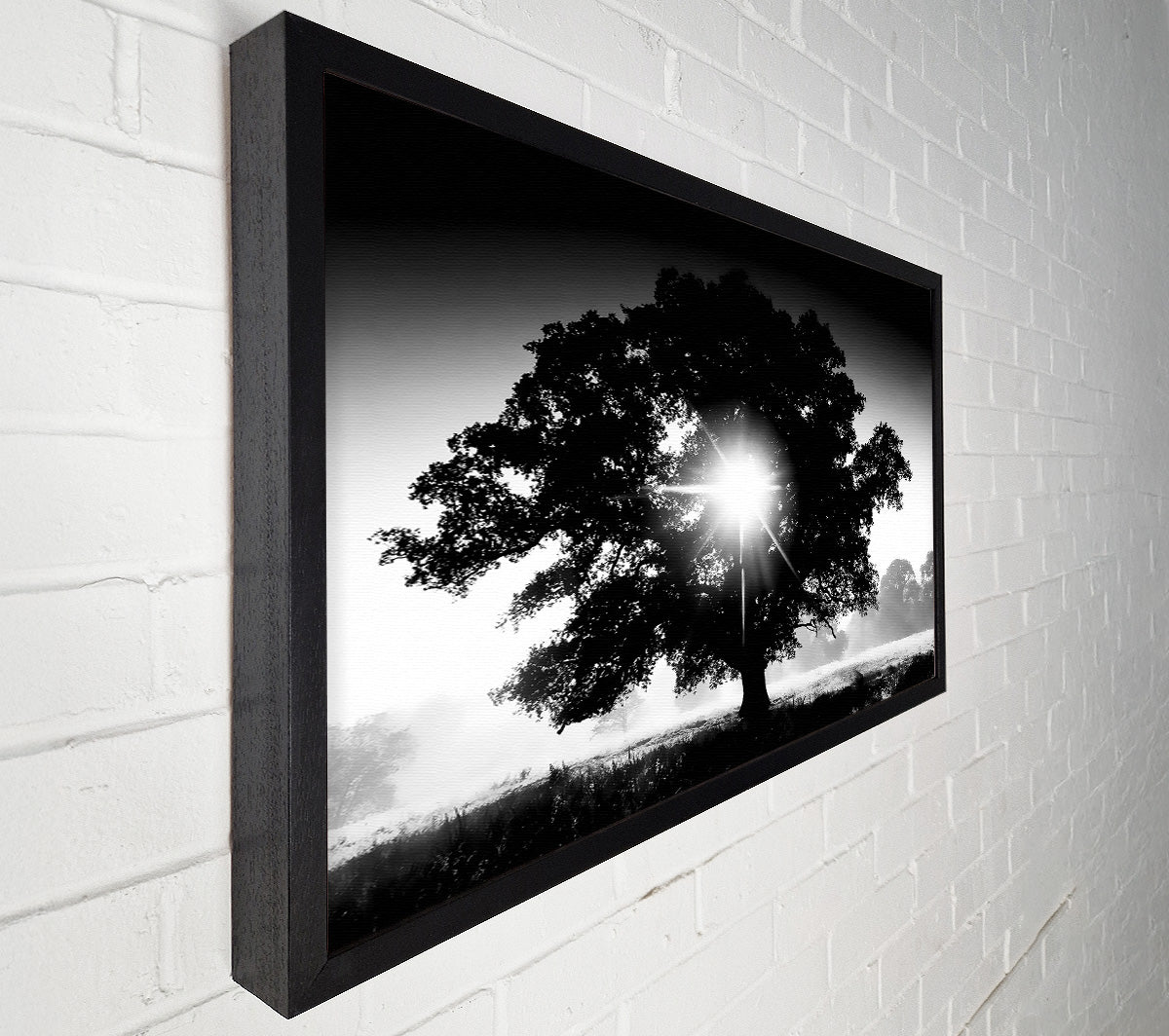 Sun Through The Tree B n W Canvas Wall Art