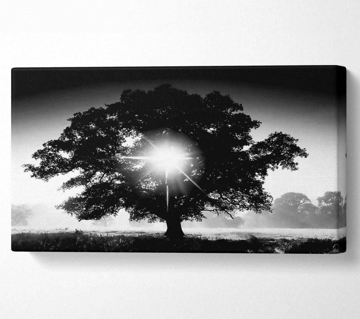 Sun Through The Tree B n W Canvas Wall Art