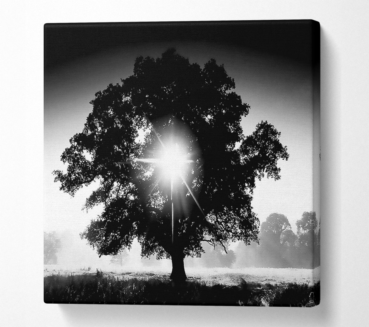 Sun Through The Tree B n W Canvas Wall Art