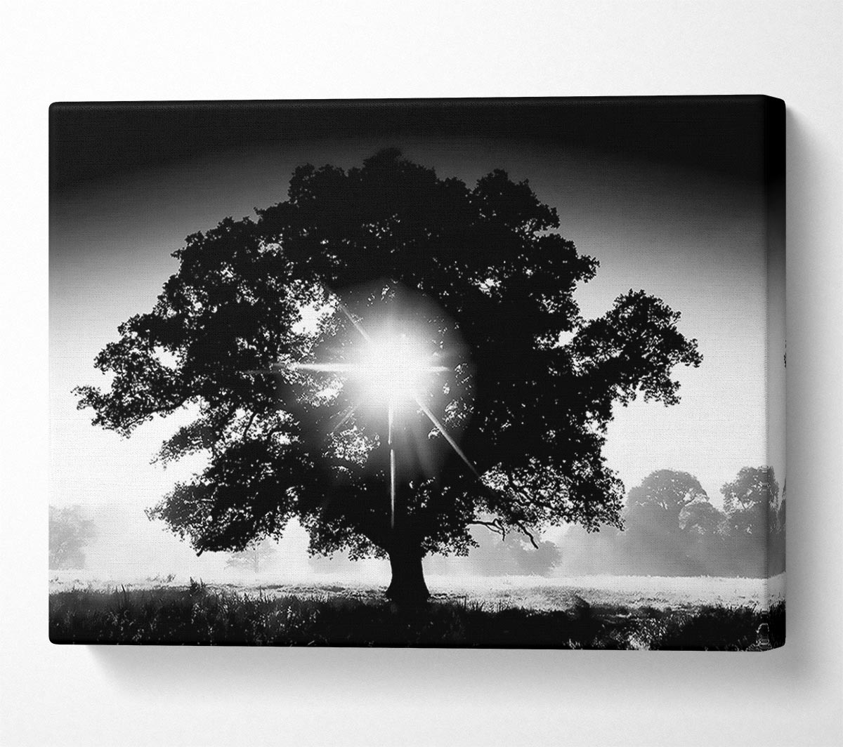Sun Through The Tree B n W Canvas Wall Art