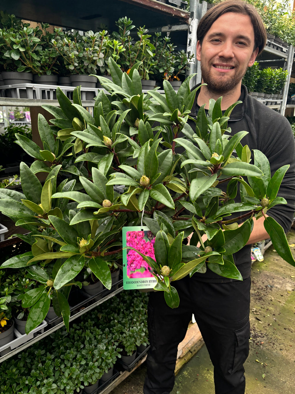 Rhododendron 'Marie Fortie' 5L