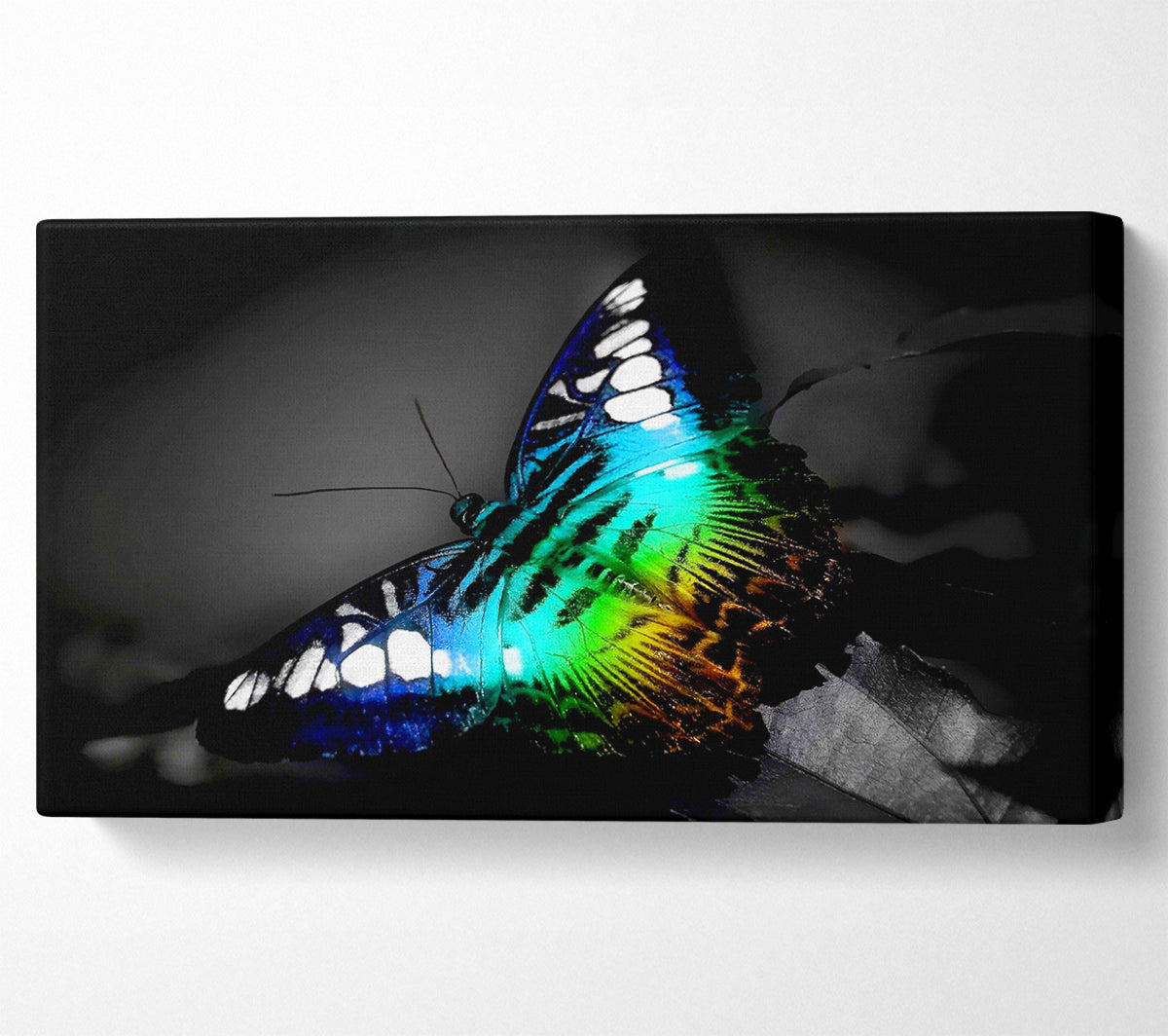 Psychedelic Butterfly 2 Canvas Wall Art