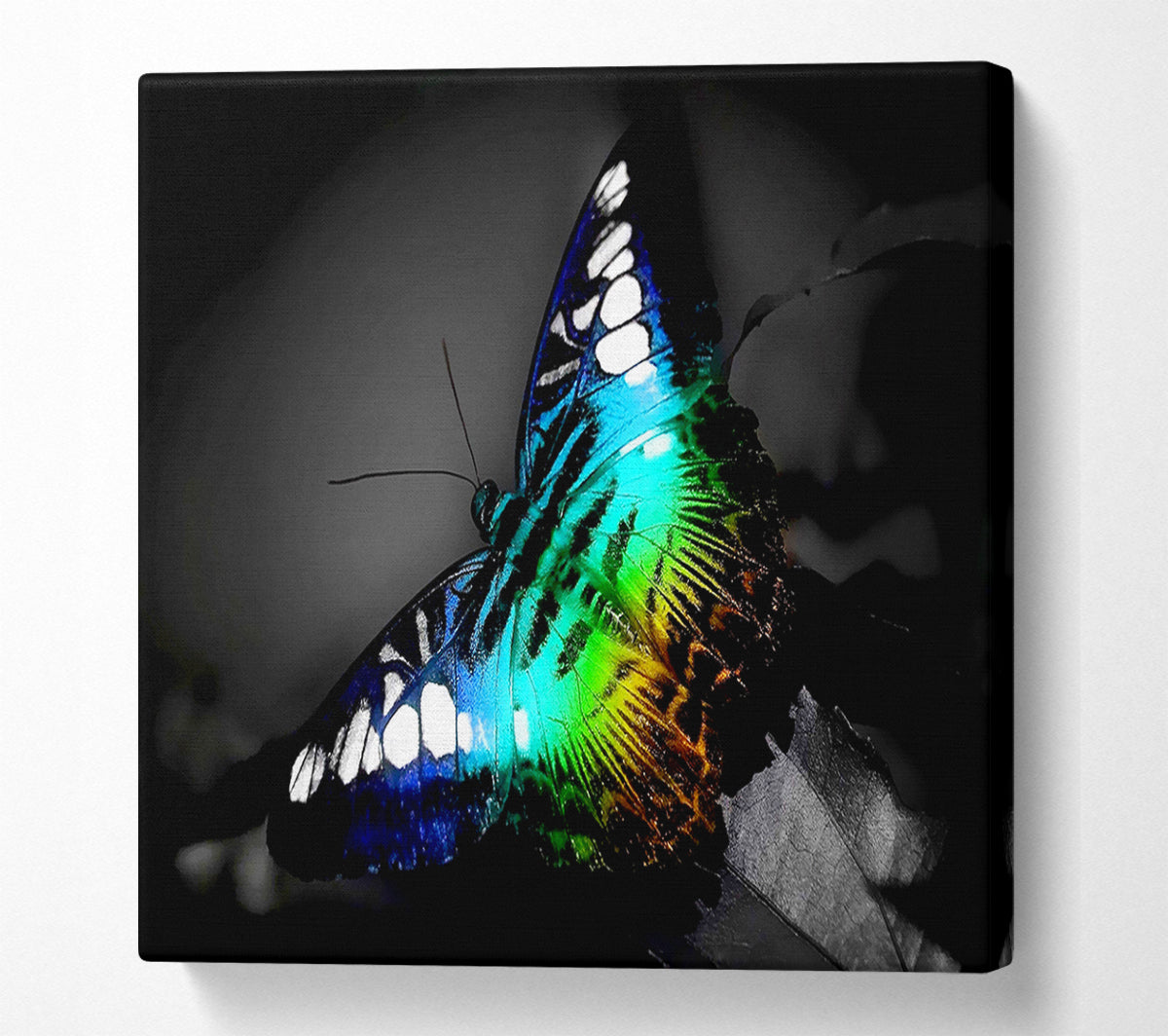 Psychedelic Butterfly 2 Canvas Wall Art