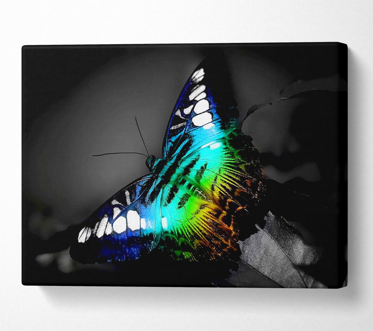 Psychedelic Butterfly 2 Canvas Wall Art