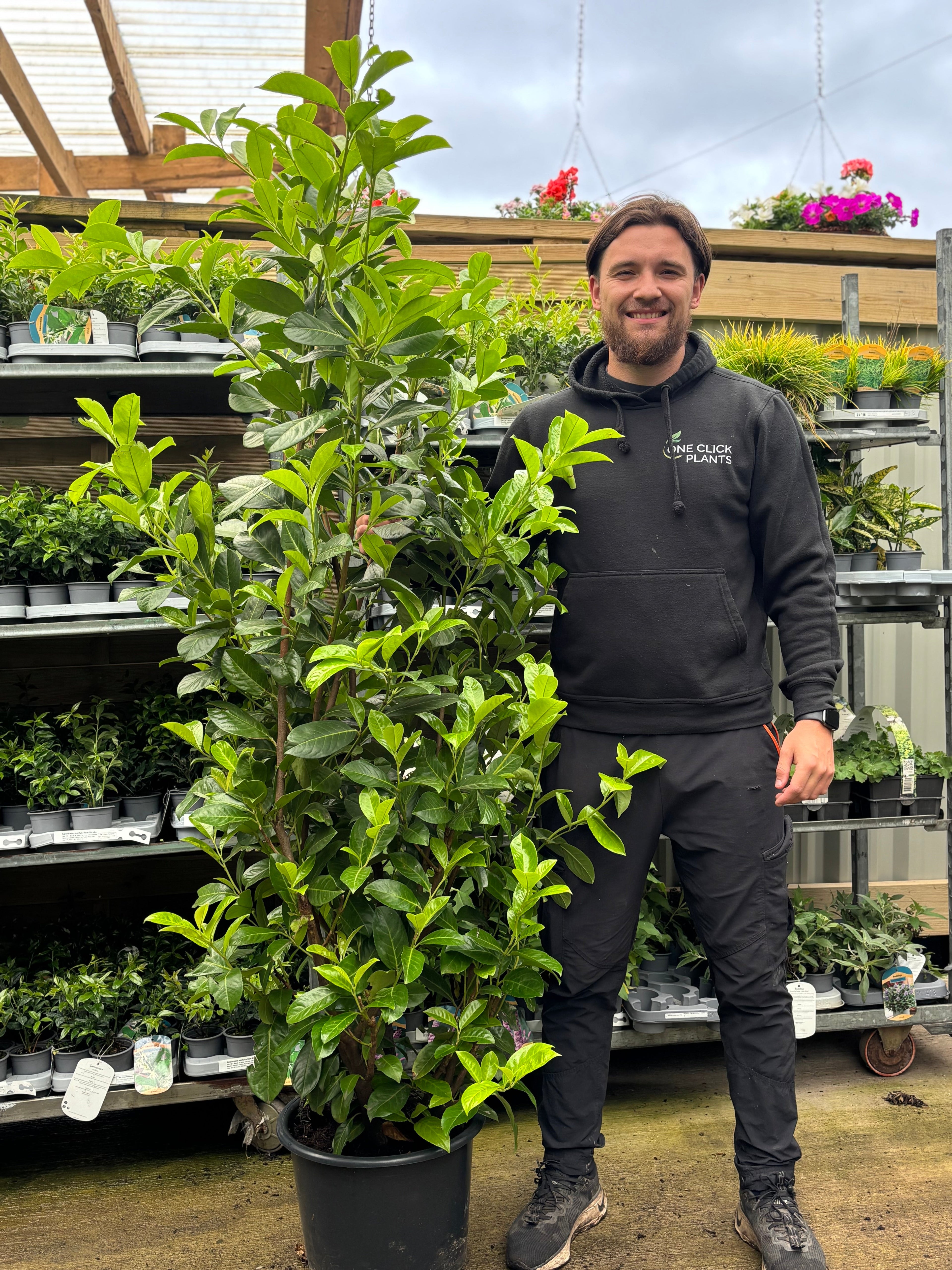 7ft Established Bushy Potted Cherry Laurel Hedge Plants 200-210cm (Multi-Buy Offers Available)
