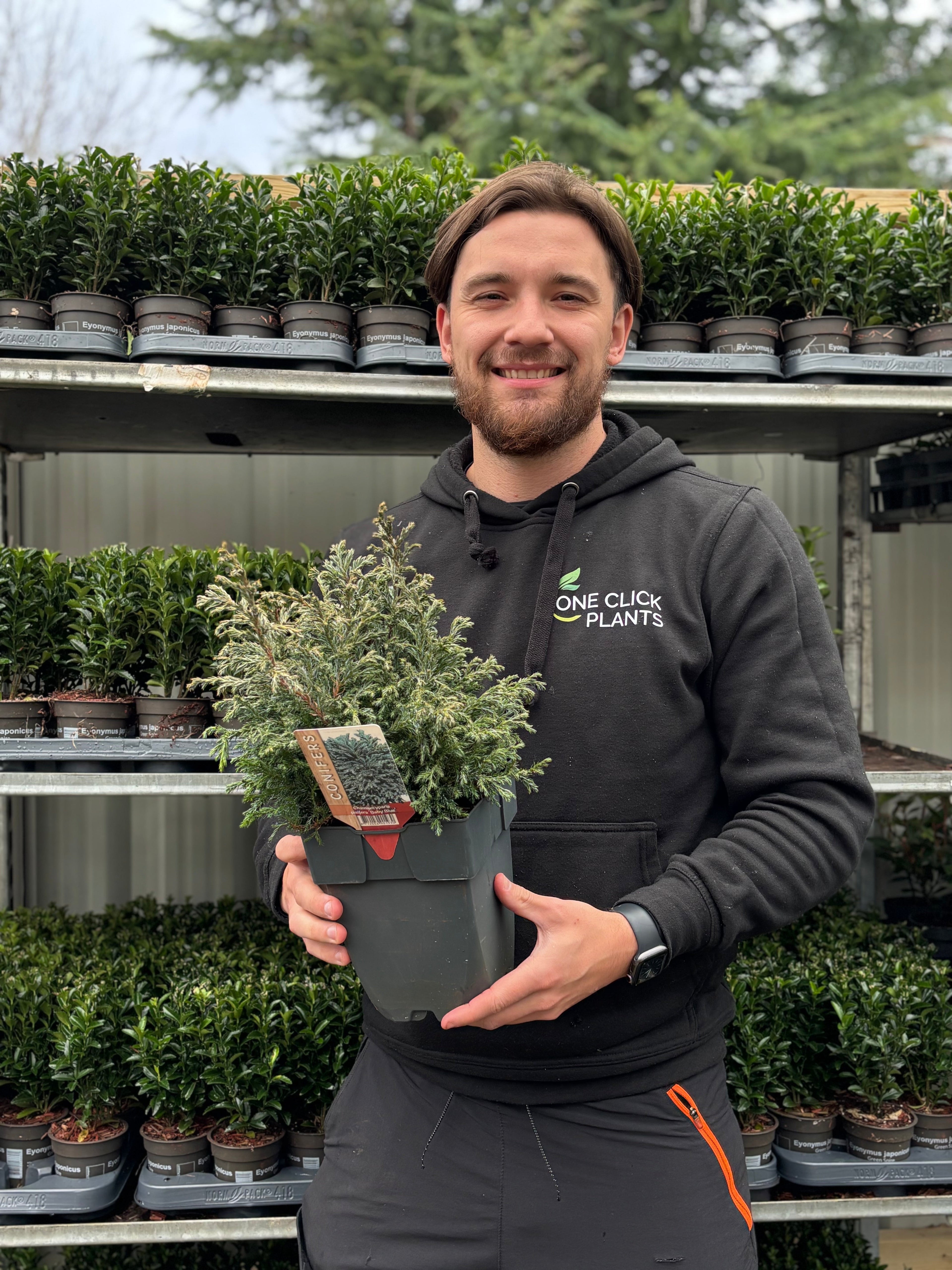 Chamaecyparis pisifera 'Baby Blue' 2L (30-40cm inc. pot)