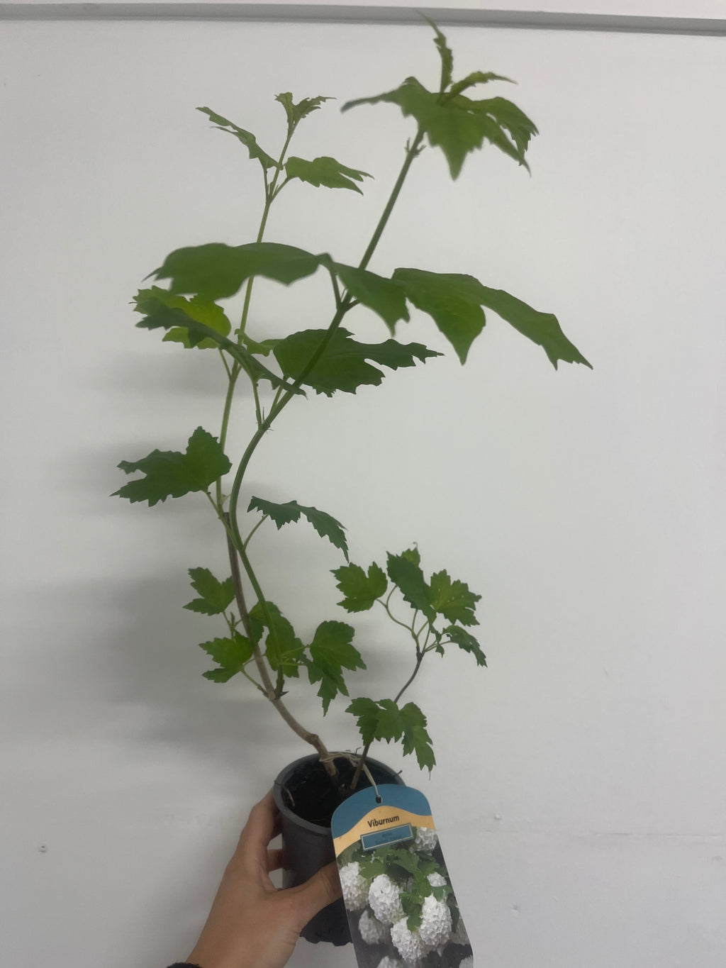 Viburnum opulus 'Roseum' (Snowball) 9cm / 2L / 5L