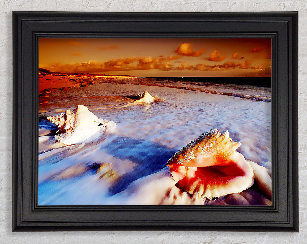 Shells From The Ocean Framed Print