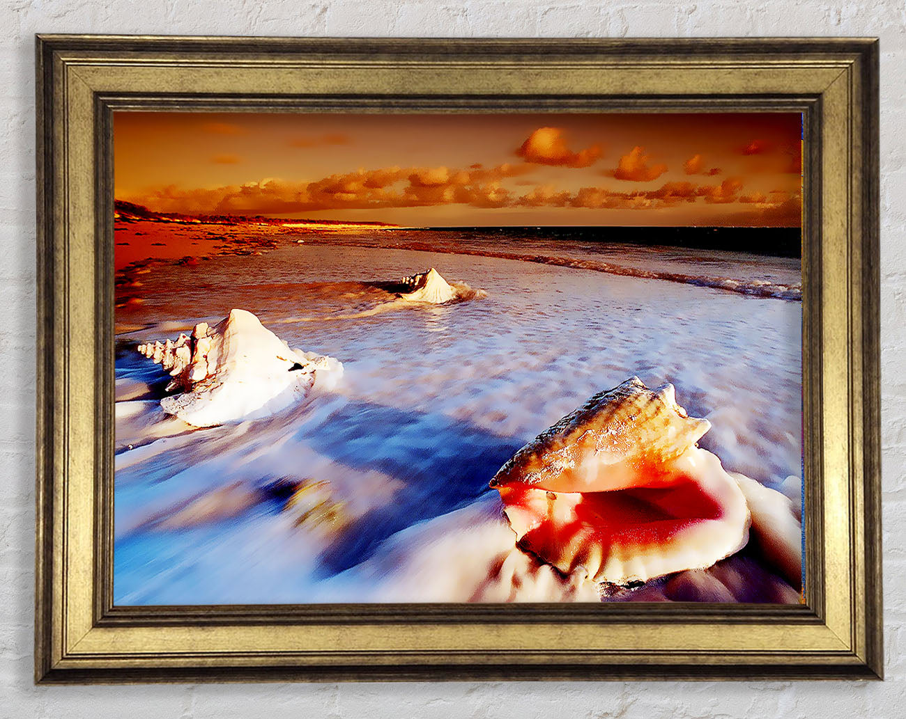 Shells From The Ocean Framed Print