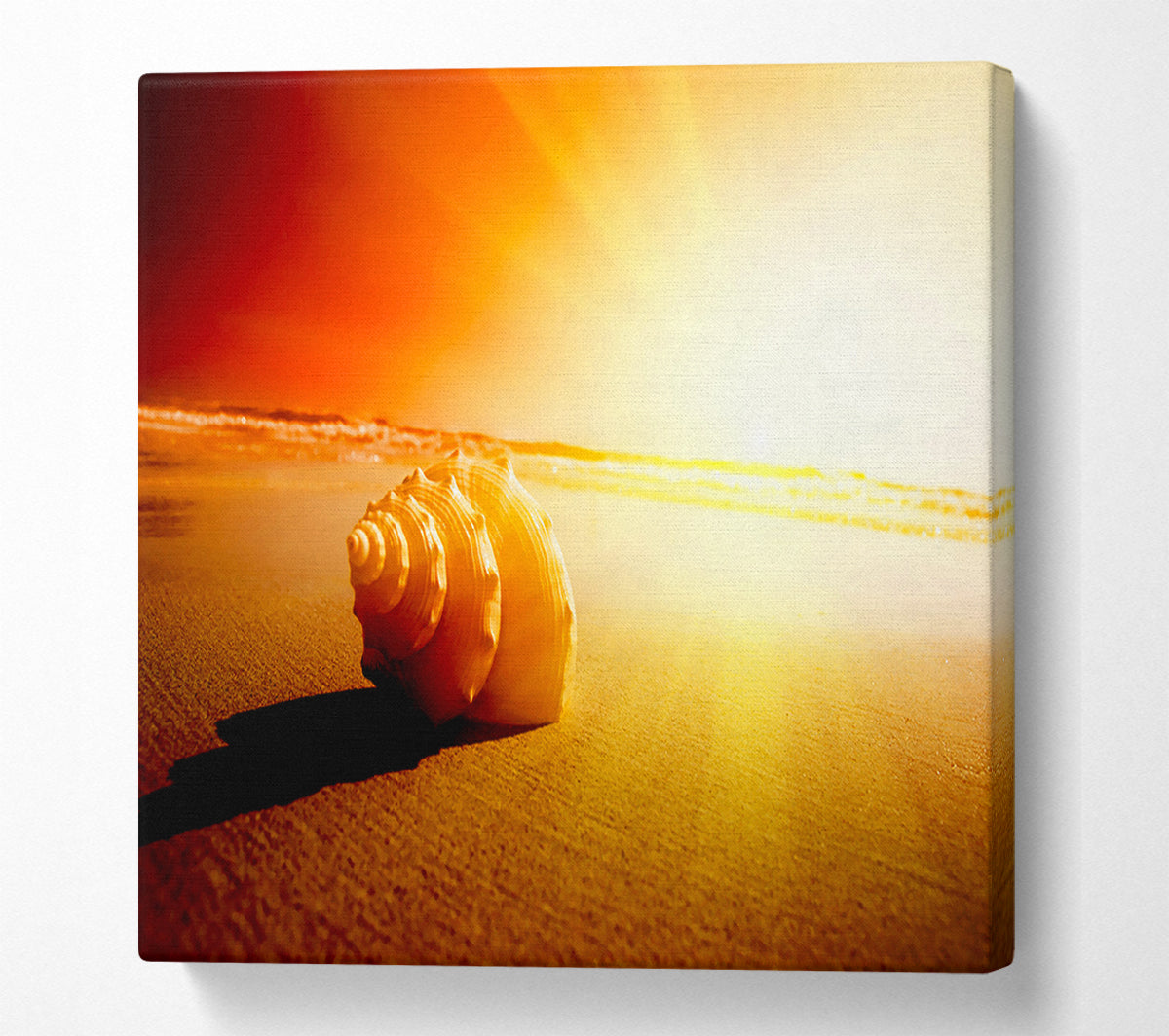 Seashell And Sun Canvas Wall Art