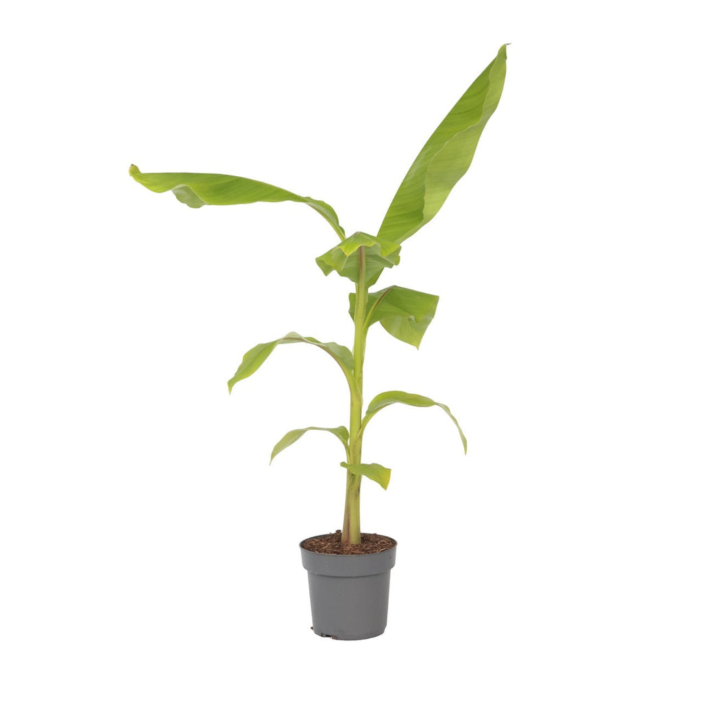 Hardy Banana - Musa basjoo - Height 55-70cm - ⌀21cm