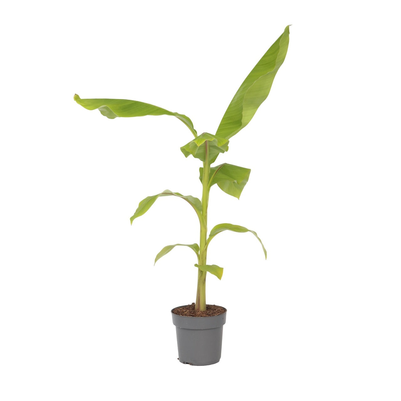 Hardy Banana - Musa basjoo - Height 55-70cm - ⌀21cm