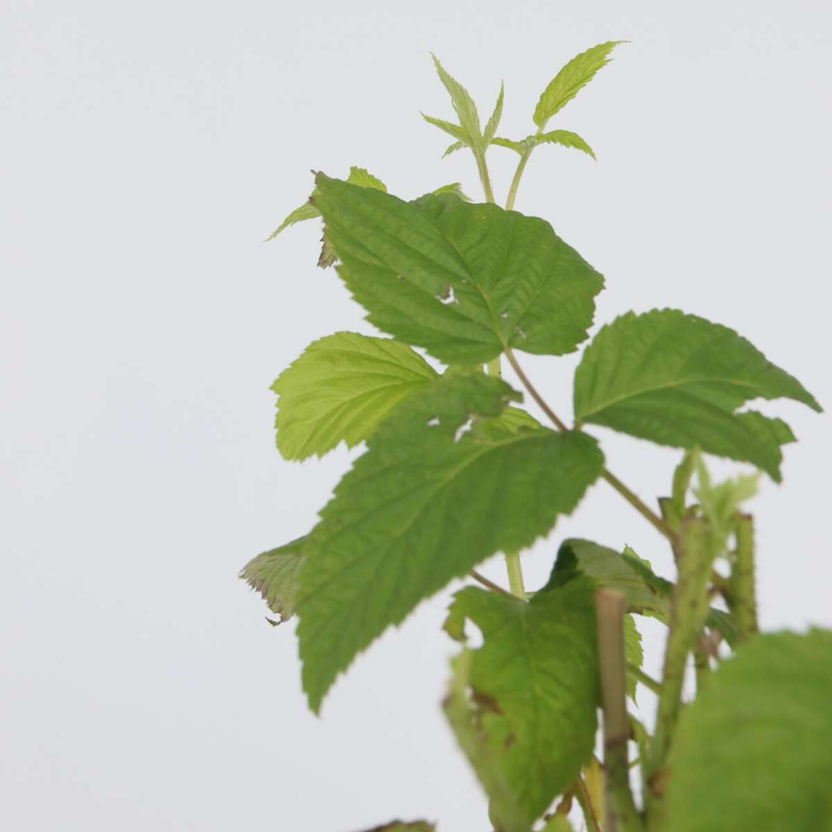 Raspberry plant - 4 pcs. - Rubus idaeus 'Malling Promise' - H50-60cm - ⌀15cm