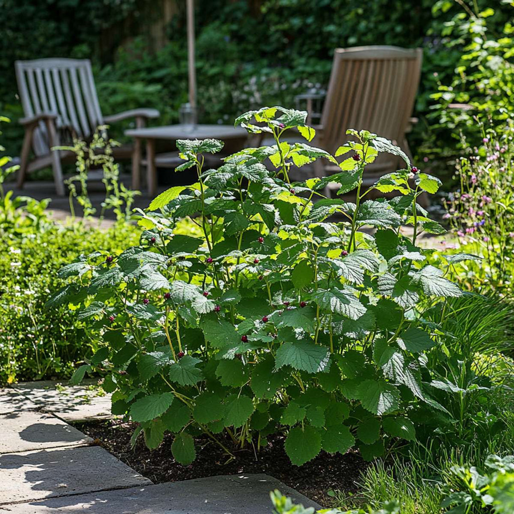 Blackberry plant - 4 pcs. - Rubus fruticosus 'Thornfree' - H50-60cm - ⌀15cm