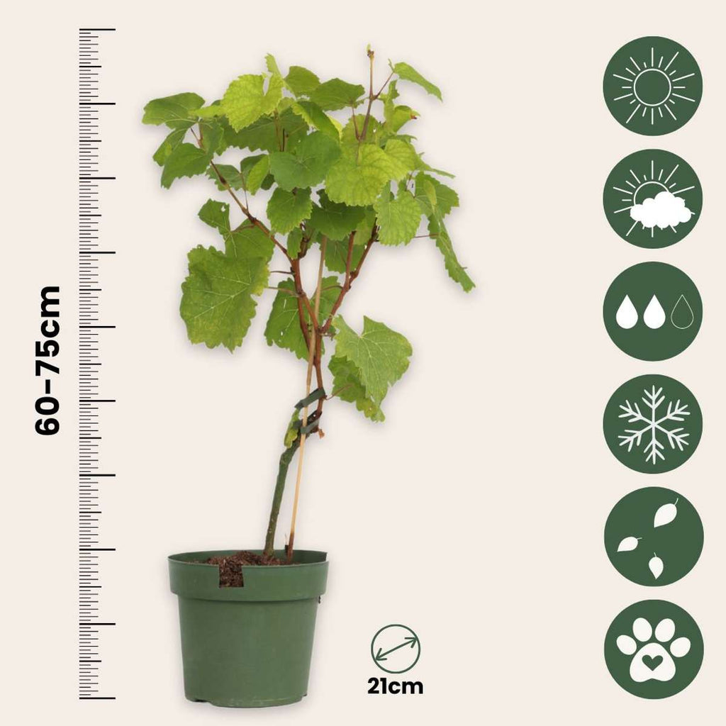 Grape plant - 2 pcs. - Vitis ‘Himrod’, Vitis ‘Vanessa’ - Height 60-75cm - ⌀21cm
