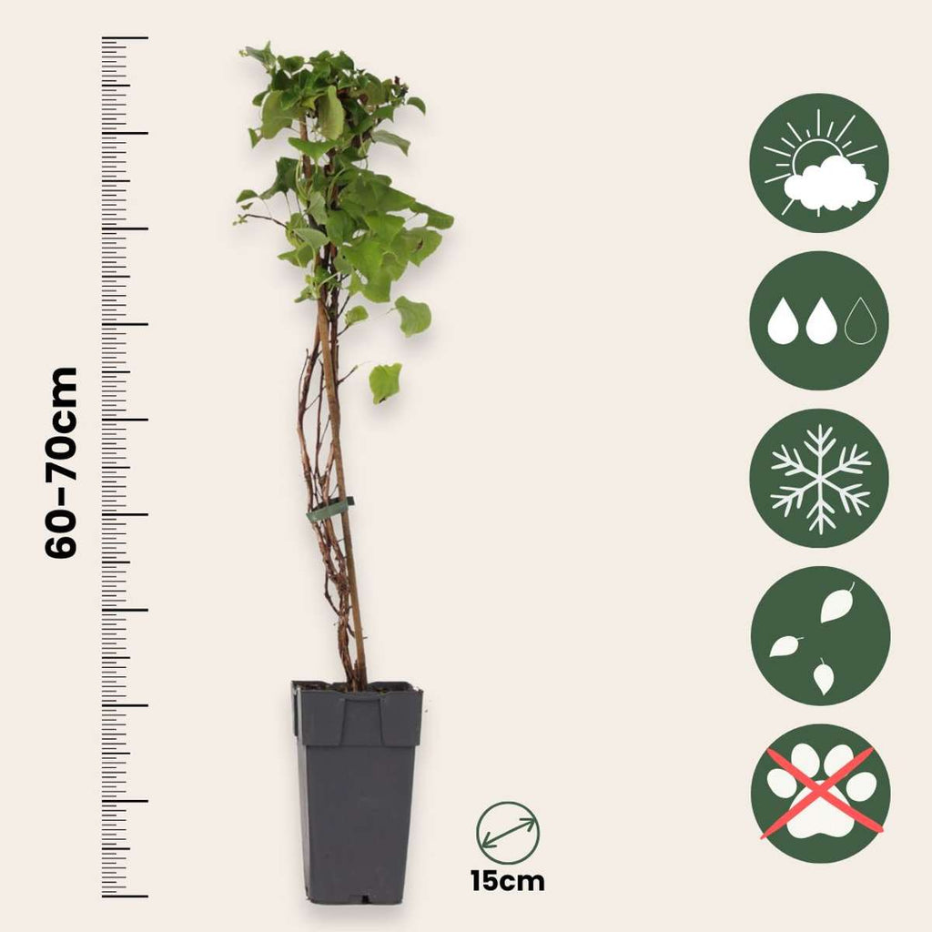 Hortensia - 2 pcs. - Hydrangea anomale Petiolaris - Height 60-70cm - ⌀15cm