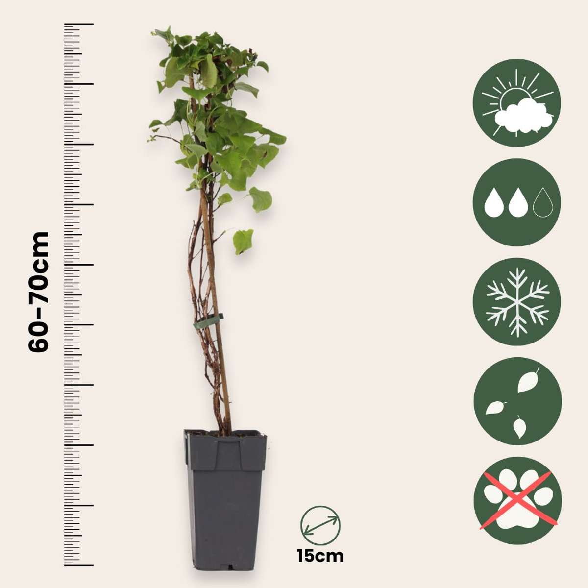 Hortensia - 2 pcs. - Hydrangea anomale Petiolaris - Height 60-70cm - ⌀15cm