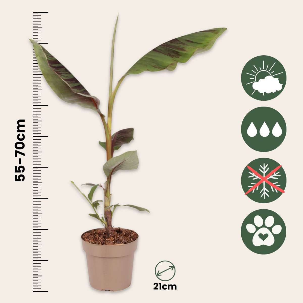 Red banana plant -  Musa sikkimensis Ever Red - Height 55-70cm - ⌀21cm