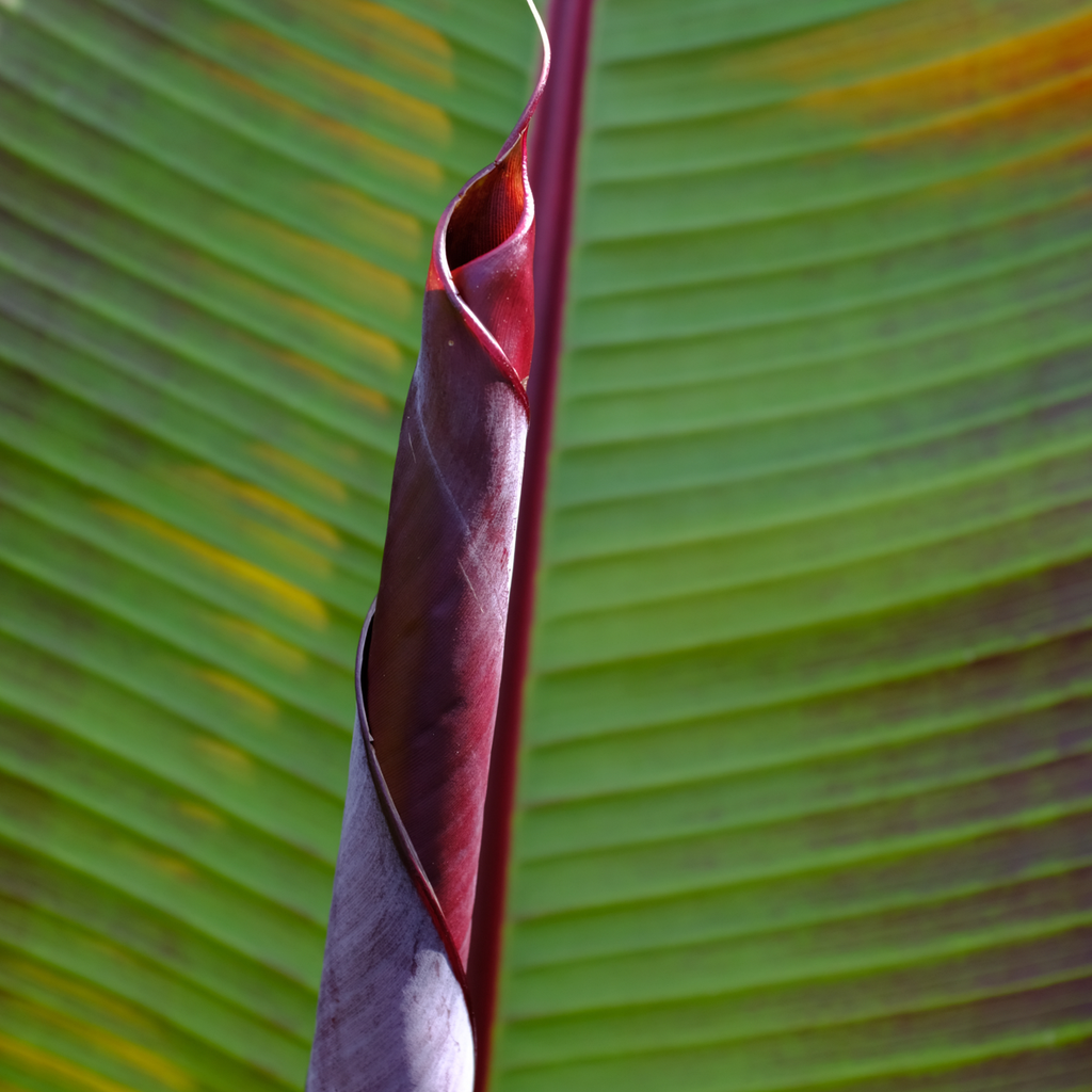 Red banana plant - Set of 2 - Ensete ventricosum - Height 55-70cm - ⌀21cm