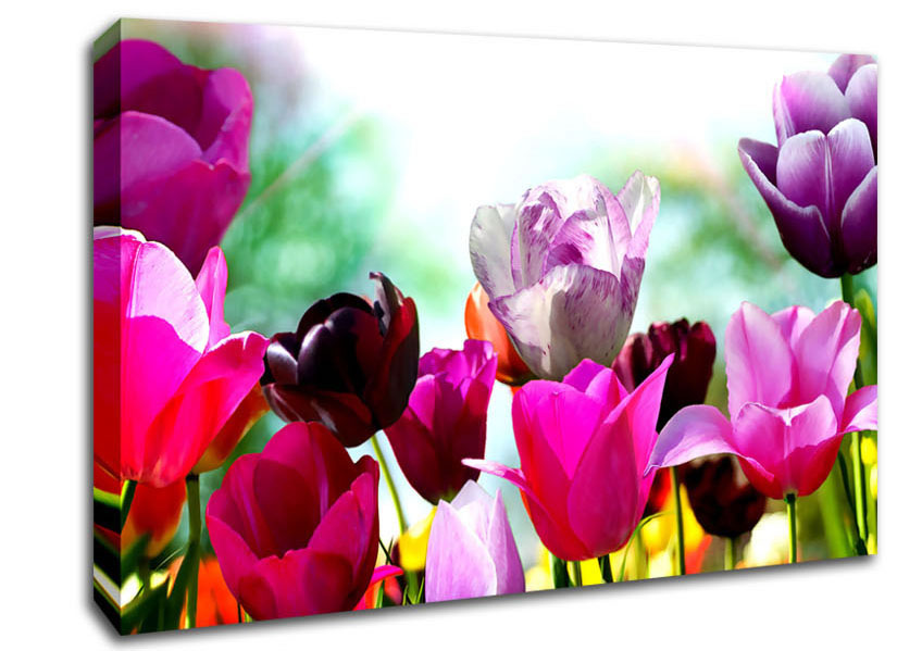 A bloom Of Coloured Tulips Canvas Art