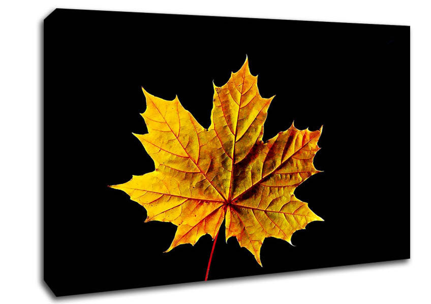 A Single Autumn Leaf Canvas Print
