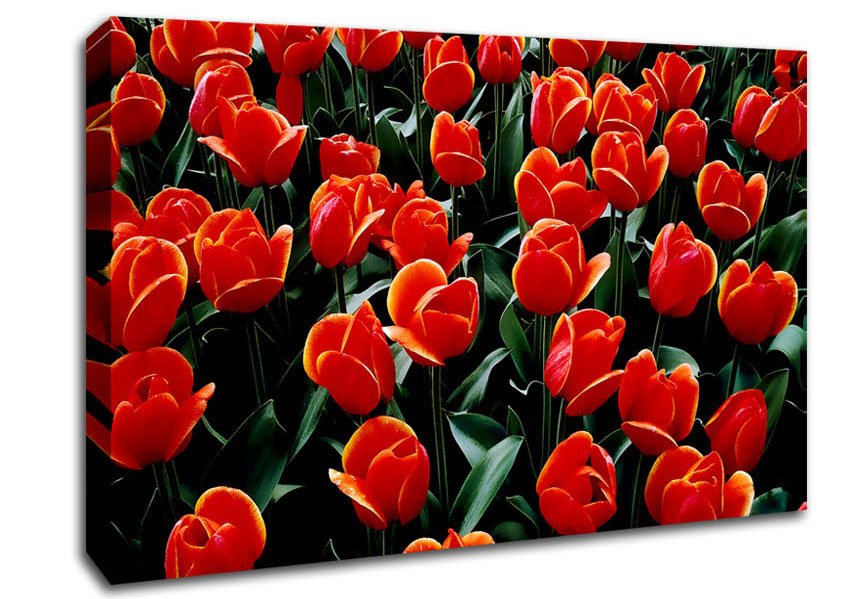 A Garden Of Red Tulips Canvas Art