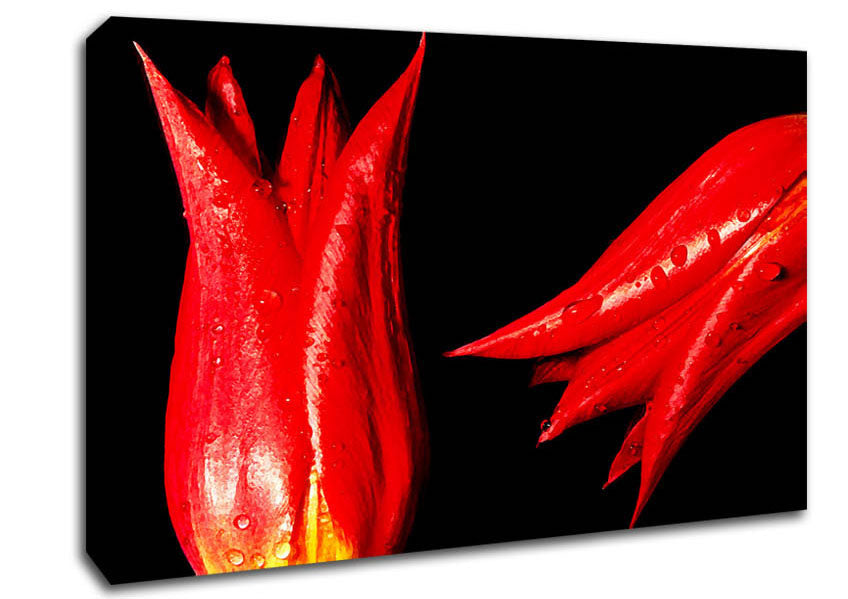 A Pair Of Red Tulips Canvas Print