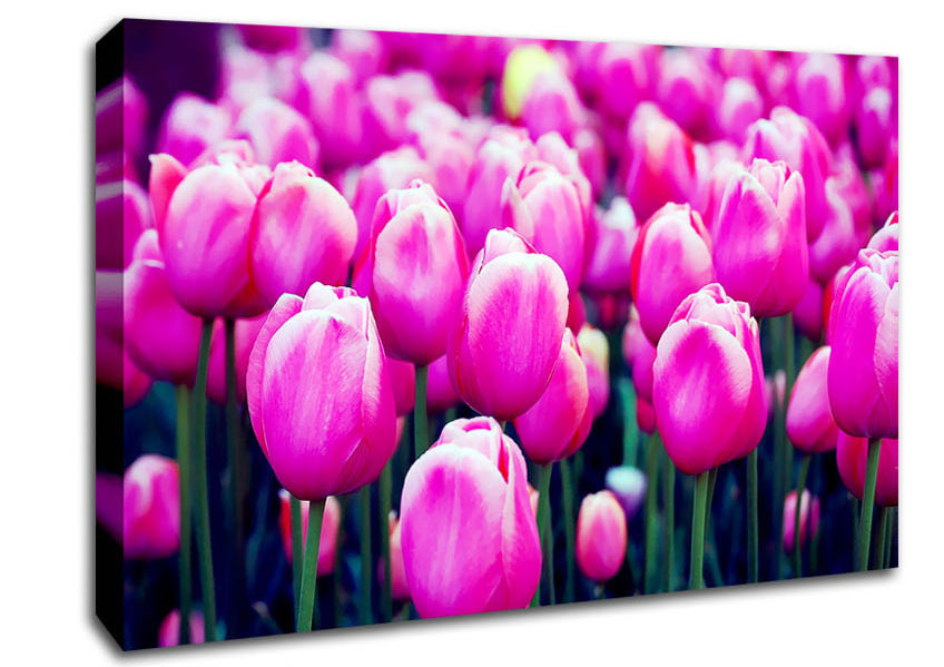 A Field Of Pink Tulips Canvas Print