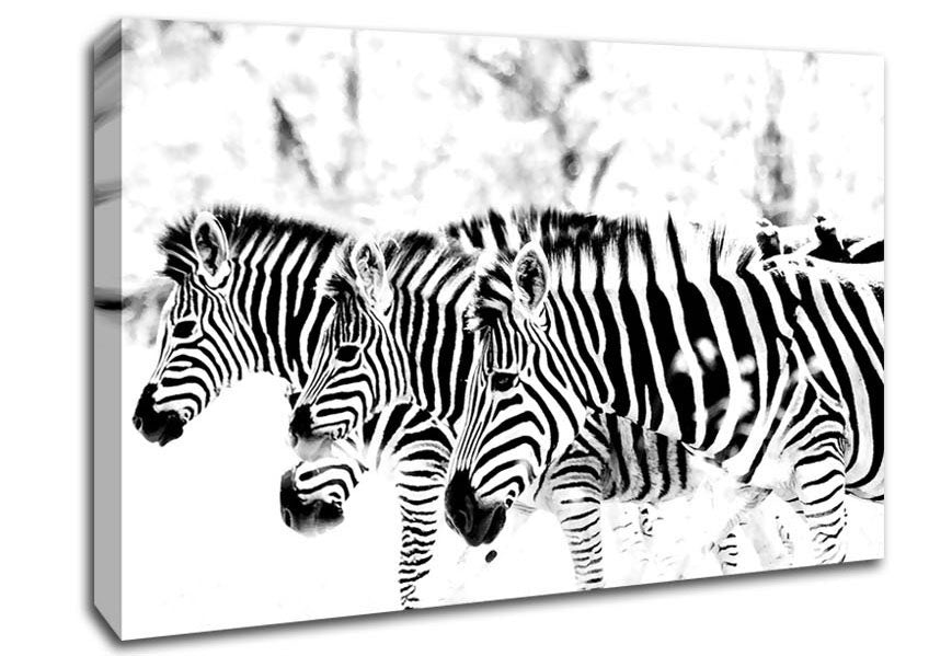 3 Zebras Canvas Art